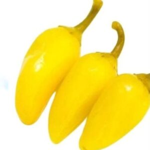 Baby Chilli